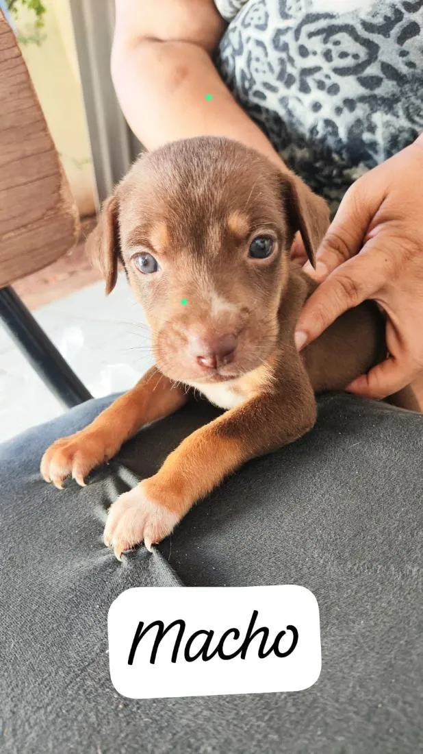 Cachorro raça SRD-ViraLata idade Abaixo de 2 meses nome doação filhote