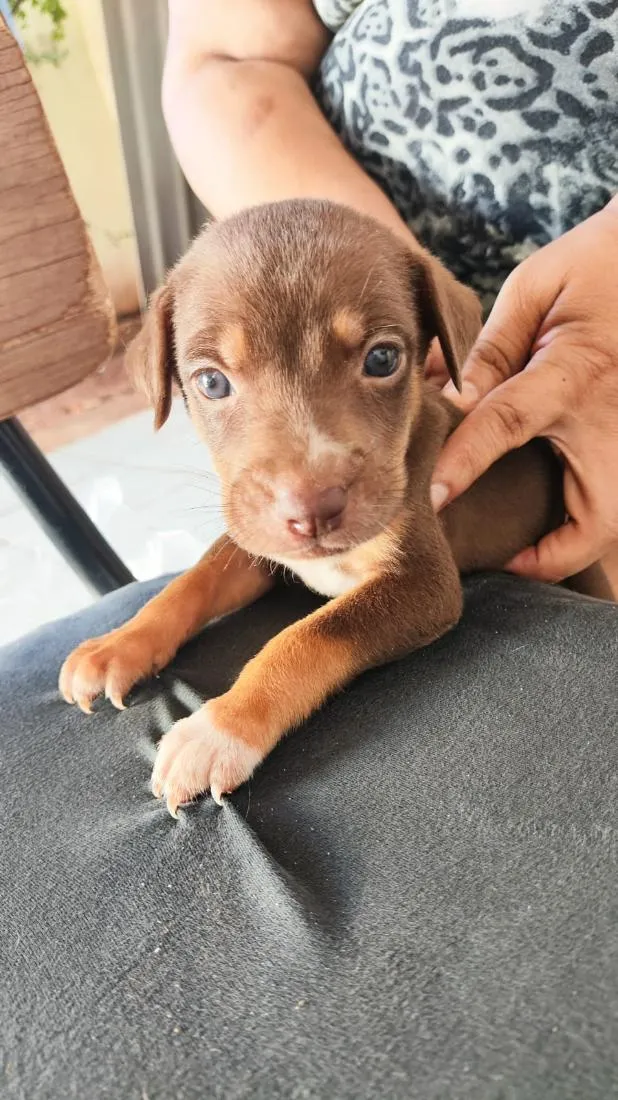 Cachorro raça SRD-ViraLata idade Abaixo de 2 meses nome doação filhote