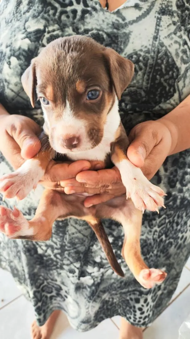 Cachorro raça SRD-ViraLata idade Abaixo de 2 meses nome doação filhote