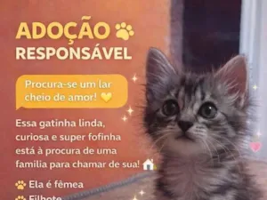 Gato raça SRD-ViraLata idade Abaixo de 2 meses nome sem nome ainda 