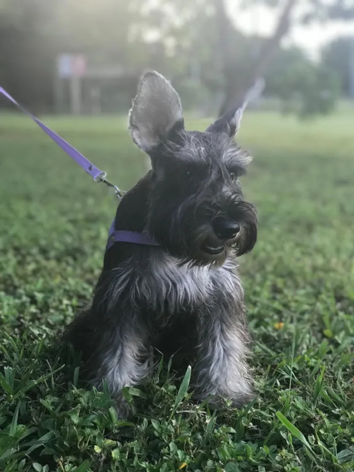 Cachorro raça SRD-ViraLata idade 6 ou mais anos nome Laika