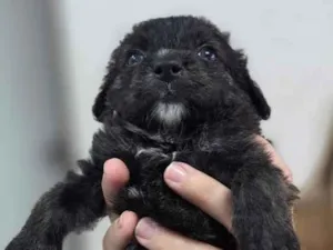 Cachorro raça SRD-ViraLata idade Abaixo de 2 meses nome Bella