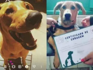Cachorro raça SRD-ViraLata idade 3 anos nome Caju
