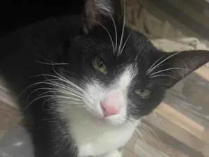 Gato raça SRD-ViraLata idade 7 a 11 meses nome tico