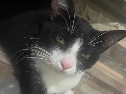 Gato raça SRD-ViraLata idade 7 a 11 meses nome tico