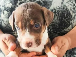 Cachorro raça SRD-ViraLata idade Abaixo de 2 meses nome doação filhote