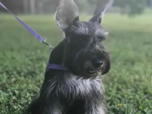 Cachorro raça SRD-ViraLata idade 6 ou mais anos nome Laika