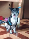 Safira