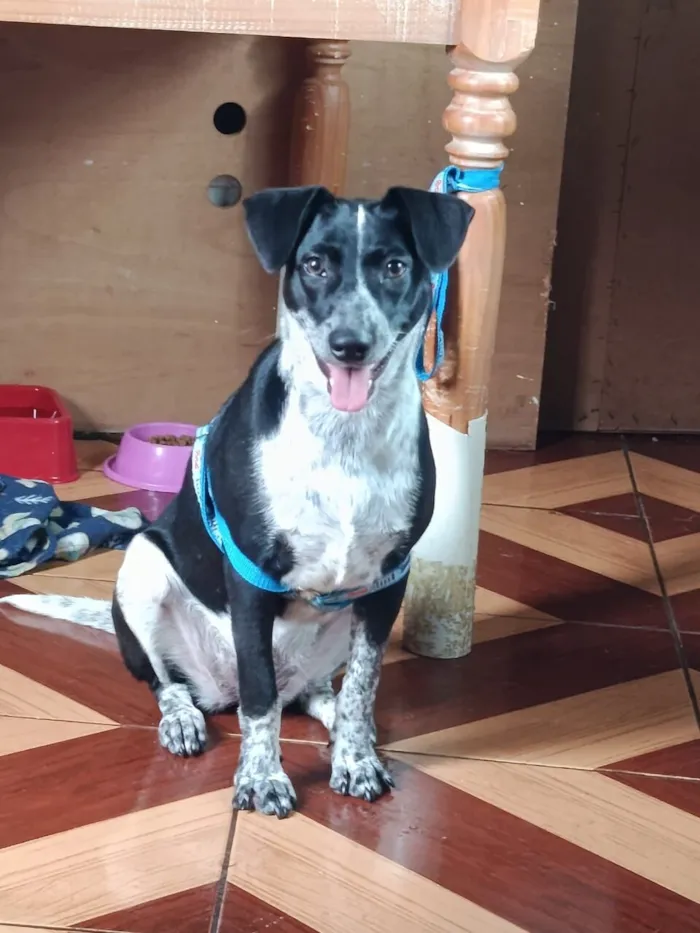 Cachorro raça SRD-ViraLata idade 7 a 11 meses nome Safira