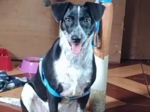 Cachorro raça SRD-ViraLata idade 7 a 11 meses nome Safira