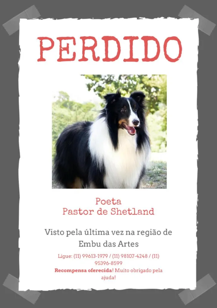 Cachorro raça SRD-ViraLata idade 3 anos nome Poeta