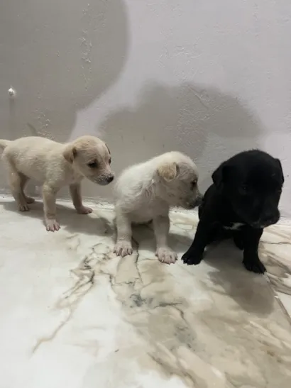 Cachorro raça SRD-ViraLata idade Abaixo de 2 meses nome Não tem nomes 