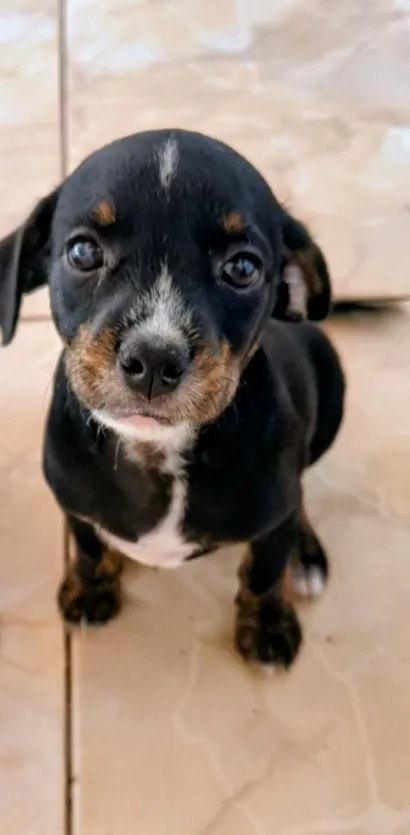 Cachorro raça Pinscher idade Abaixo de 2 meses nome não coloquei nome 