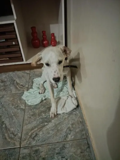 Cachorro raça SRD-ViraLata idade 2 a 6 meses nome Bruce