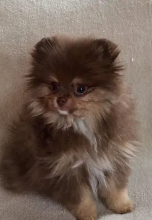 Cachorro raça Maltês idade 7 a 11 meses nome Bibica