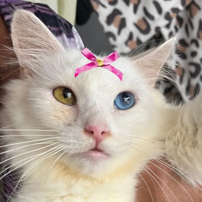 Gato raça SRD-ViraLata idade 7 a 11 meses nome Nicole 