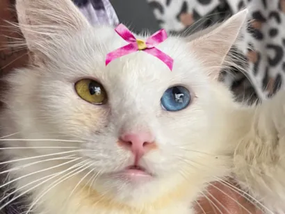 Gato raça SRD-ViraLata idade 7 a 11 meses nome Nicole 