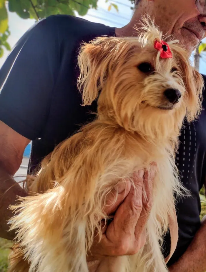 Cachorro raça SRD-ViraLata idade 7 a 11 meses nome louise