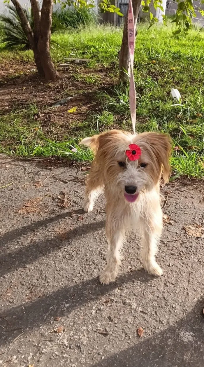 Cachorro raça SRD-ViraLata idade 7 a 11 meses nome louise