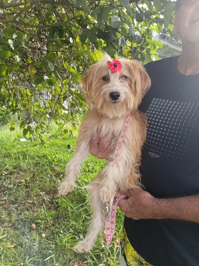 Cachorro raça SRD-ViraLata idade 7 a 11 meses nome louise