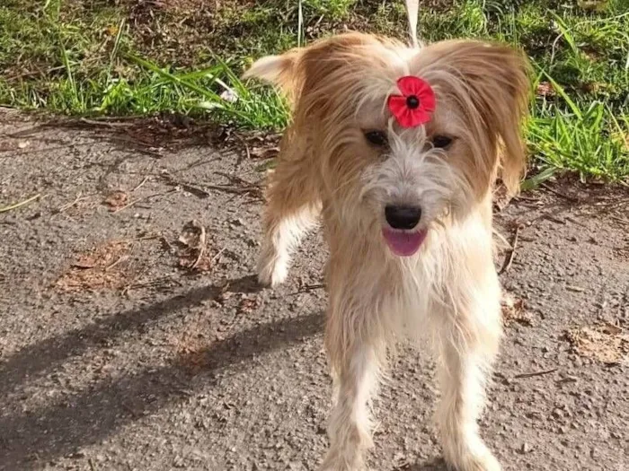 Cachorro raça SRD-ViraLata idade 7 a 11 meses nome louise