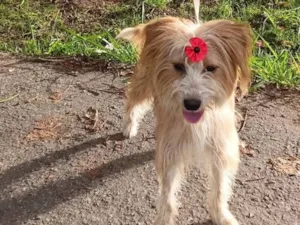 Cachorro raça SRD-ViraLata idade 7 a 11 meses nome louise