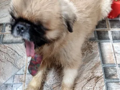 Cachorro raça Shitzu idade 5 anos nome Caillou 