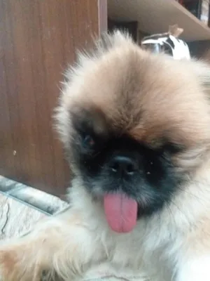 Cachorro raça Shitzu idade 5 anos nome Caillou 