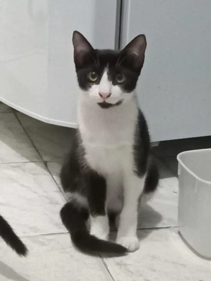 Gato raça SRD-ViraLata idade 7 a 11 meses nome Frajolinha