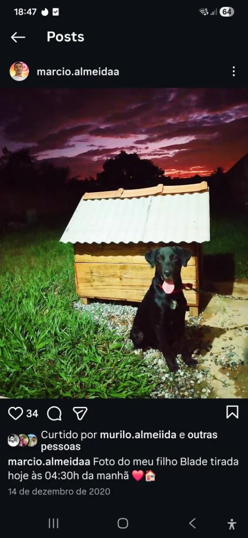 Cachorro raça SRD-ViraLata idade 5 anos nome Blade