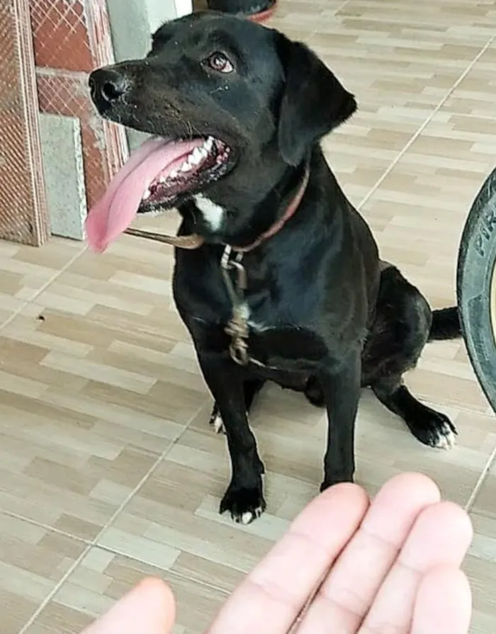 Cachorro raça SRD-ViraLata idade 5 anos nome Blade