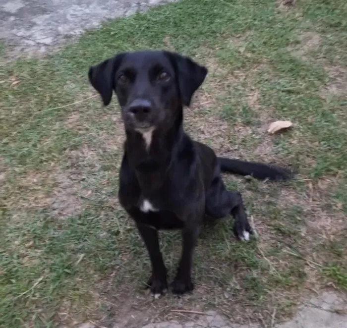 Cachorro raça SRD-ViraLata idade 5 anos nome Blade