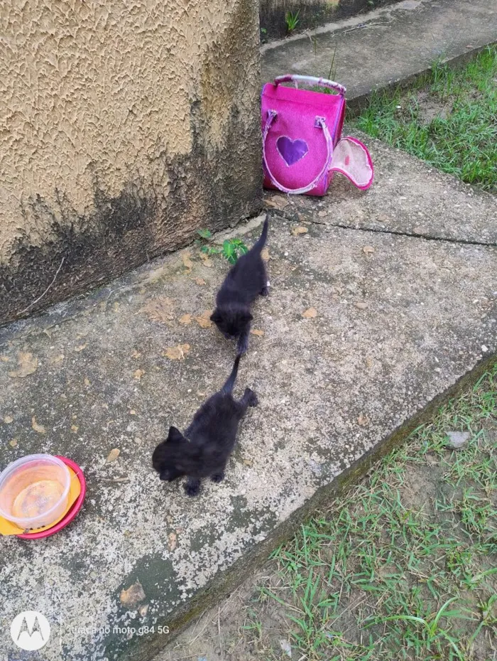 Gato raça SRD-ViraLata idade 2 a 6 meses nome gatinhos
