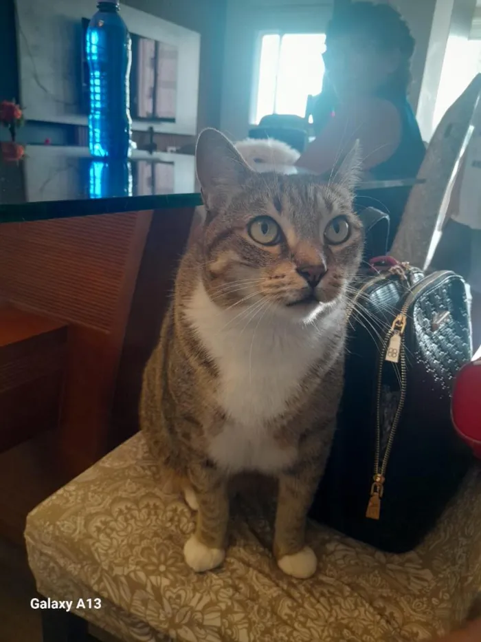 Gato raça SRD-ViraLata idade 6 ou mais anos nome Mia e Tigrinho