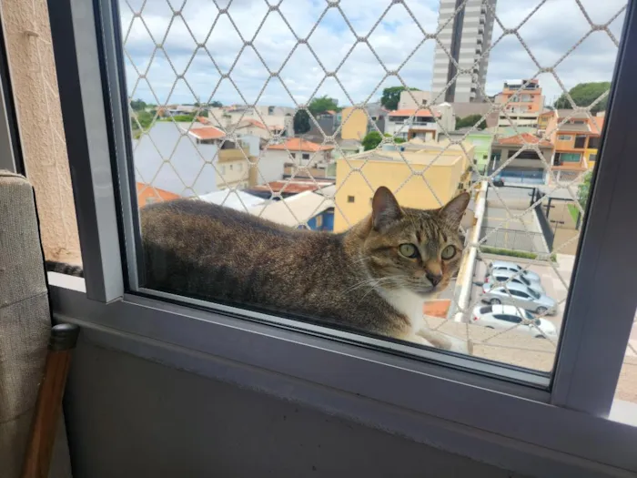 Gato raça SRD-ViraLata idade 6 ou mais anos nome Mia e Tigrinho