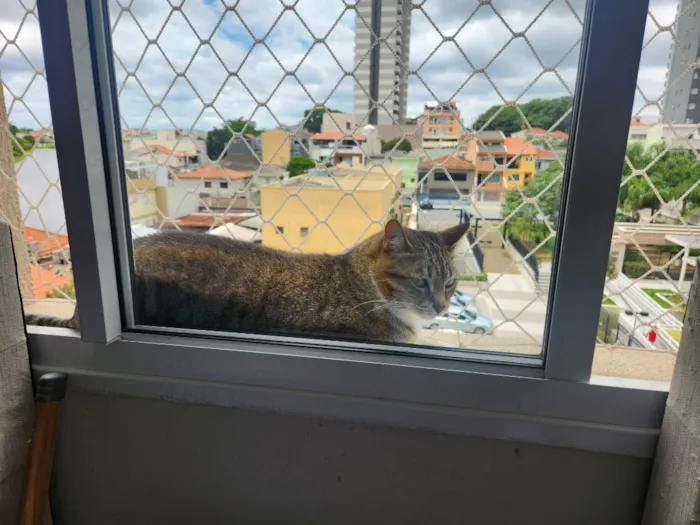 Gato raça SRD-ViraLata idade 6 ou mais anos nome Mia e Tigrinho