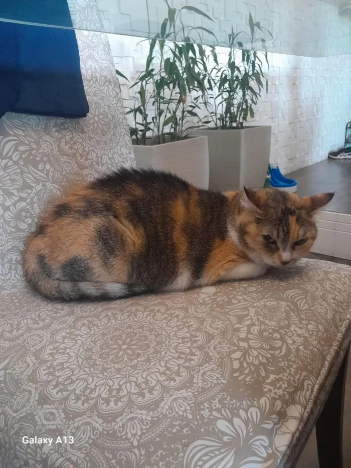 Gato raça SRD-ViraLata idade 6 ou mais anos nome Mia e Tigrinho