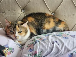 Gato raça SRD-ViraLata idade 6 ou mais anos nome Mia e Tigrinho