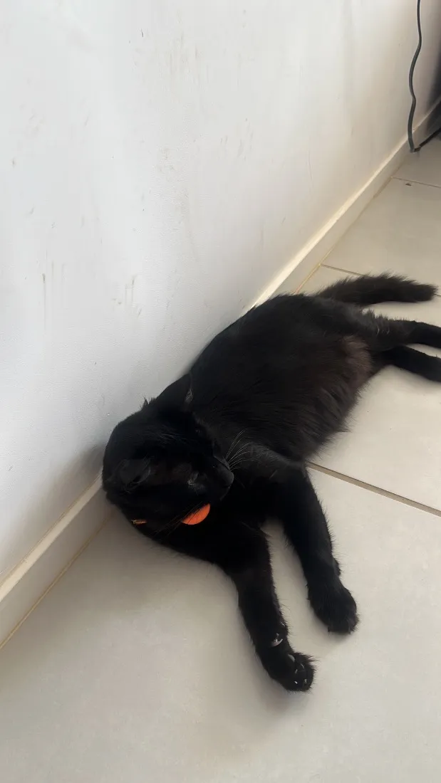 Gato raça SRD-ViraLata idade 1 ano nome Salin