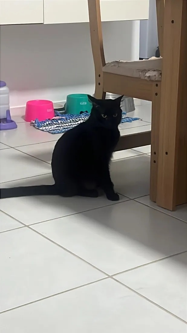 Gato raça SRD-ViraLata idade 1 ano nome Salin