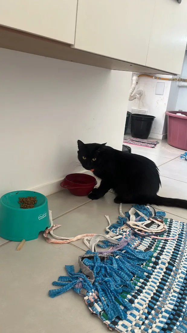 Gato raça SRD-ViraLata idade 1 ano nome Salin