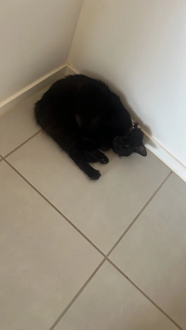 Gato raça SRD-ViraLata idade 1 ano nome Salin