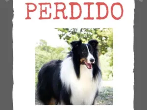 Cachorro raça SRD-ViraLata idade 6 ou mais anos nome Poeta