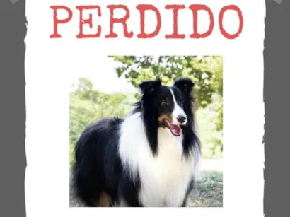 Cachorro raça SRD-ViraLata idade 3 anos nome Poeta