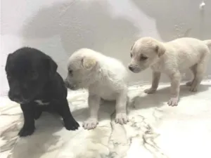 Cachorro raça SRD-ViraLata idade Abaixo de 2 meses nome Não tem nomes 