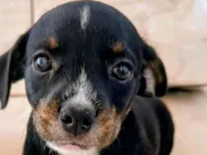 Cachorro raça Pinscher idade Abaixo de 2 meses nome não coloquei nome 