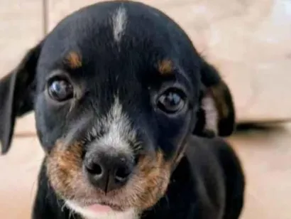 Cachorro raça Pinscher idade Abaixo de 2 meses nome não coloquei nome 