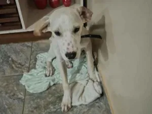 Cachorro raça SRD-ViraLata idade 2 a 6 meses nome Bruce