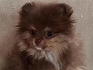 Cachorro raça Maltês idade 7 a 11 meses nome Bibica