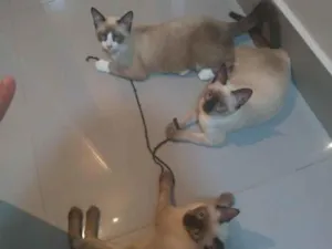 Gato raça SRD-ViraLata idade 2 a 6 meses nome .